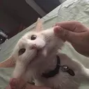whitecat