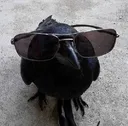 cool crow