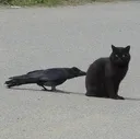 crow and cat