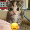 Shocked .gg/catbois
