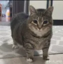 ChonkyCat