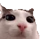 cat blink