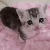 lick__meowy