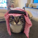 arab cat