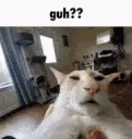 Guh?