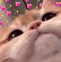 ily