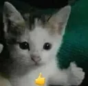 catkkk