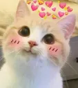 cute cat
