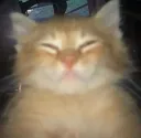 cat sleepy