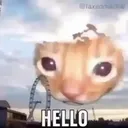 HELLO CAT