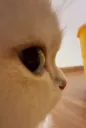 catsideeye
