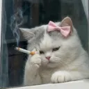 catsmoke
