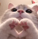 catheart