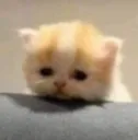 cattt