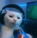/crow cat pepsi