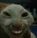 poop_cat