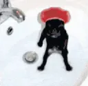 Perrobaile