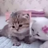 kiss_side