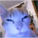 cat_high