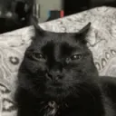 kevin