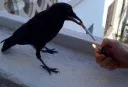 Crow 🚬