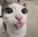 bleh