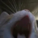 Screaming cat