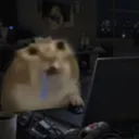 Dumb cat