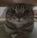 Cat stare