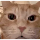 CATMUHAHAHA