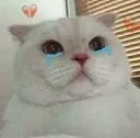 /crow sad cat