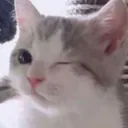 Cat Wink