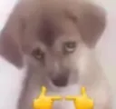 DOGPLS