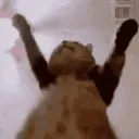 CAT DANCE