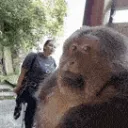 xingxingstare