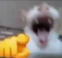hahacat
