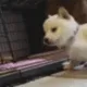 puppykiss