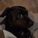 sus