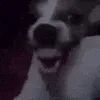 Doggo Laugh