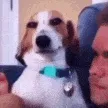 Sus Dog Smirk