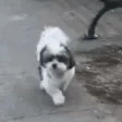 Doggo Dance