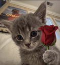 rizz cat