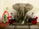 plant in the room