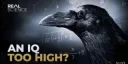 iq too high