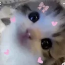 Kittylove 