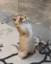 Sir, yes sir