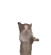 silly cat