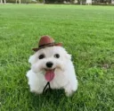 proud dog