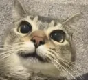 cute kitty