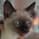 Maki Derp